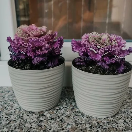 Bacchus * Πούλα